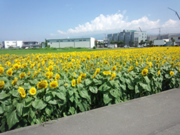ひまわり畑
