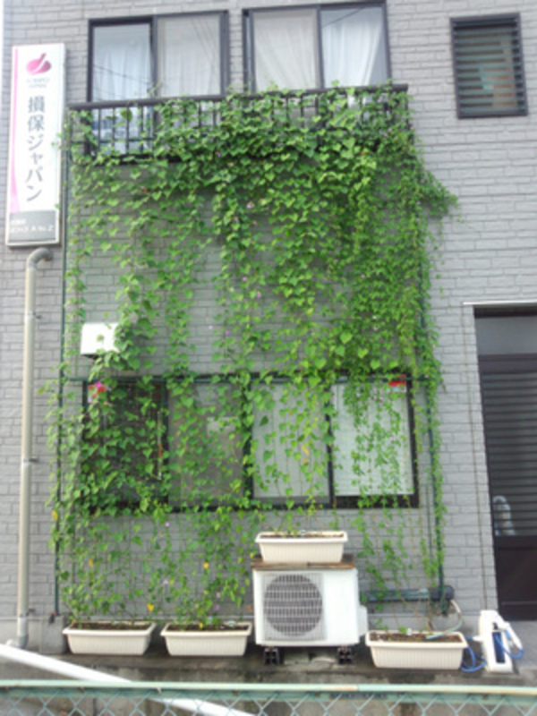 今週のグリーンカーテン　盛夏！