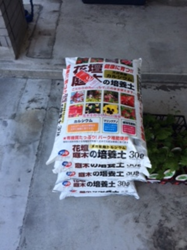 ２年ぶりにグリーンカーテン