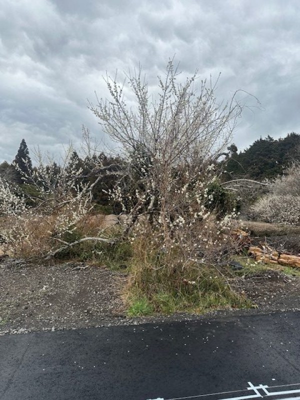 村の梅、咲き始めました