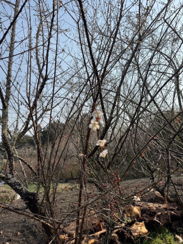 ＡｔｏＺ村、着々と進化中