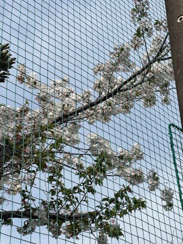 サクラ、間に合った！