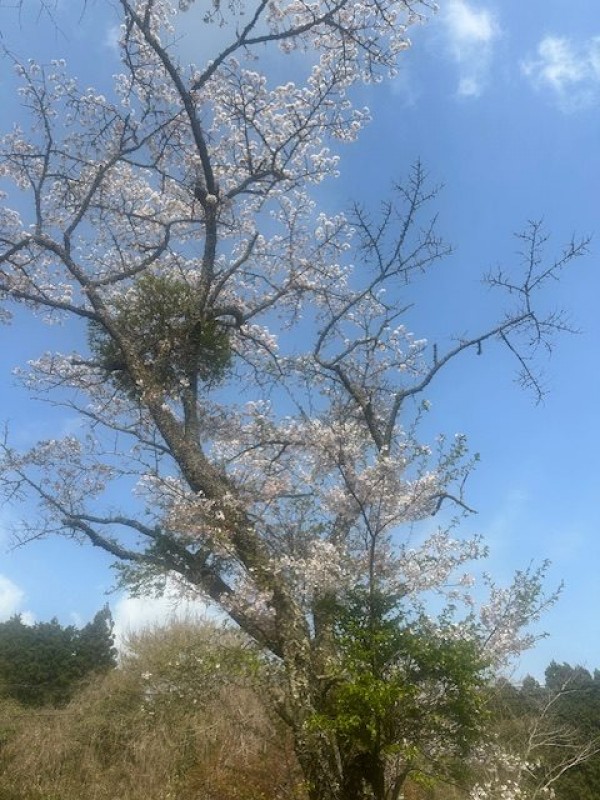 ＡｔｏＺ村、春