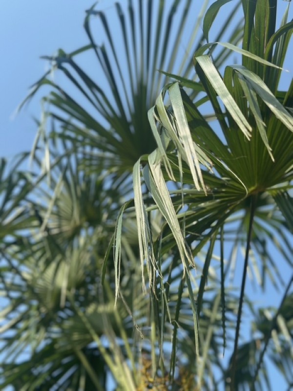 シュロの木、植え替え完了２