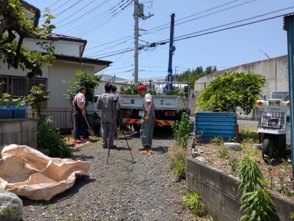 シュロの木、植え替え完了